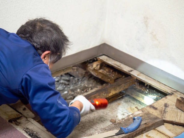 Home Mold Removal in Grafton, ND