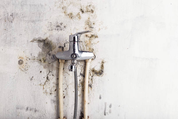 Best Black Mold Removal  in Grafton, ND