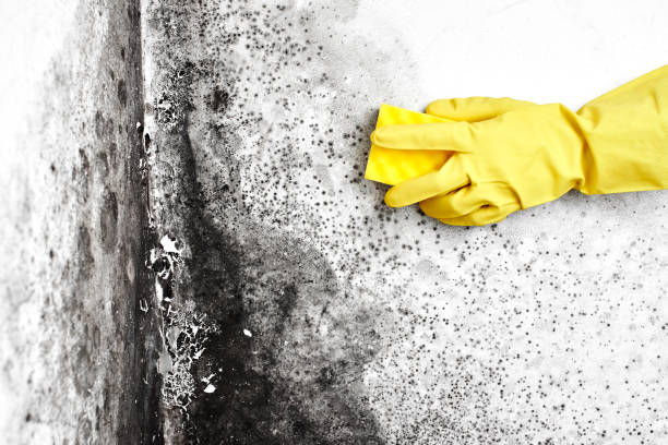 Best Residential Mold Removal  in Grafton, ND