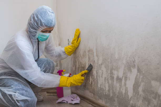 Best Attic Mold Removal  in Grafton, ND