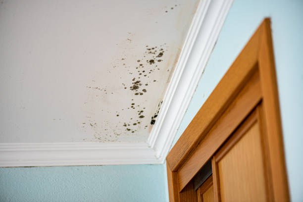 Best Attic Mold Removal  in Grafton, ND