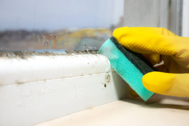 Professional Mold Removal in Grafton, ND