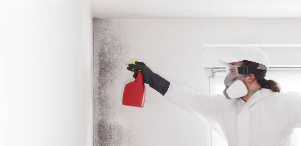 Best Office Mold Removal Services  in Grafton, ND