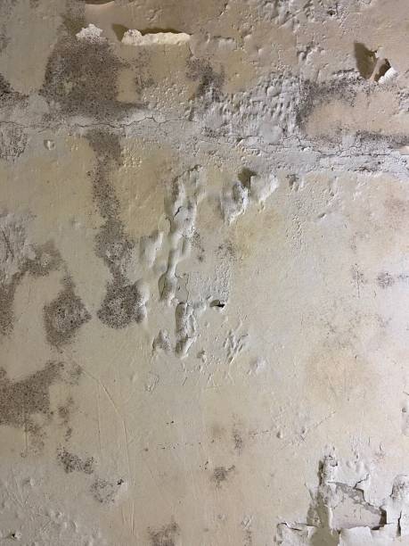 Best Mold Remediation Experts  in Grafton, ND