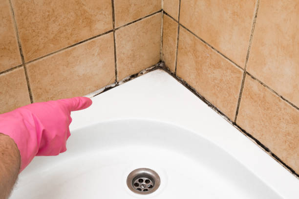Best Crawl Space Mold Removal  in Grafton, ND